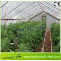 Serre arche plastique Leon haute tunel pour tomate